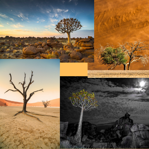 Dirk Theron Photography and tours