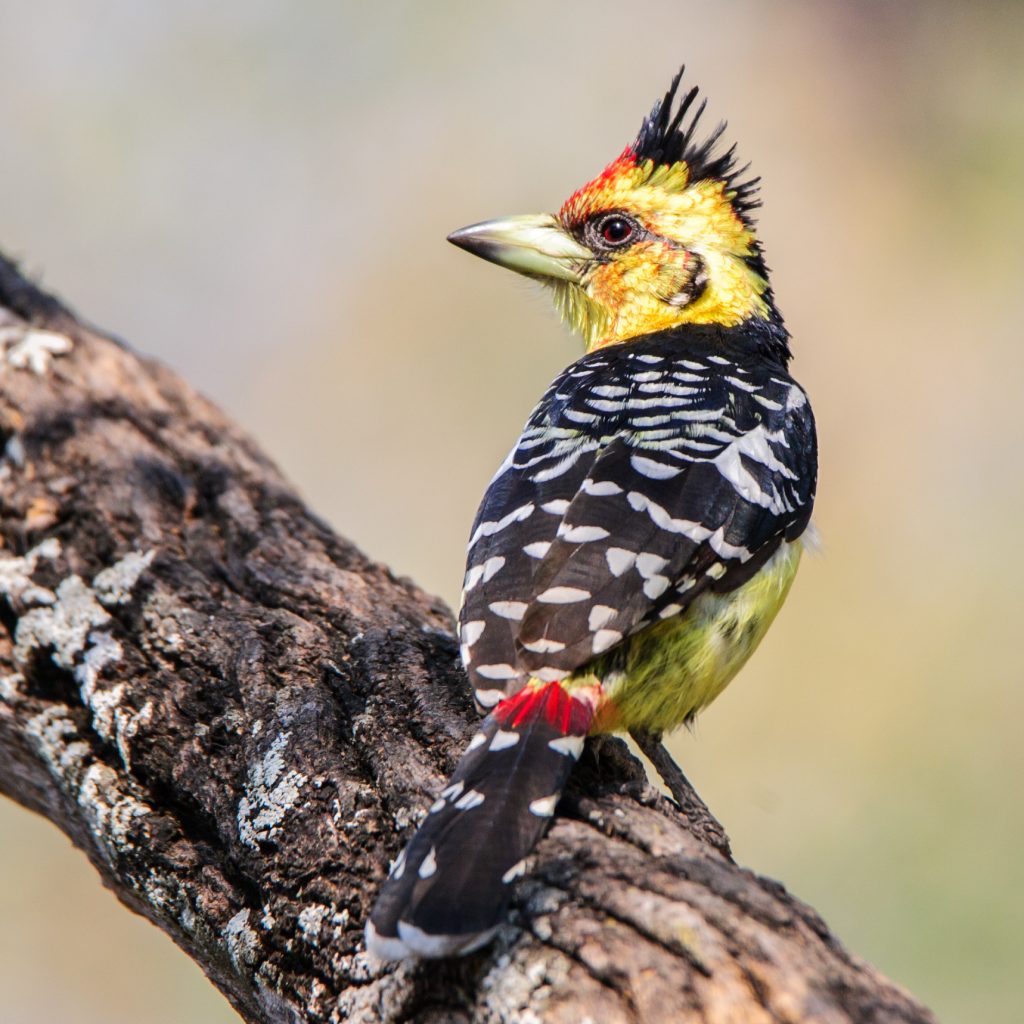 Dirk Theron Photography and tours