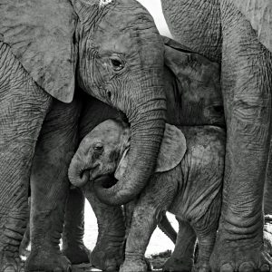 Dirk Theron Photography and tours