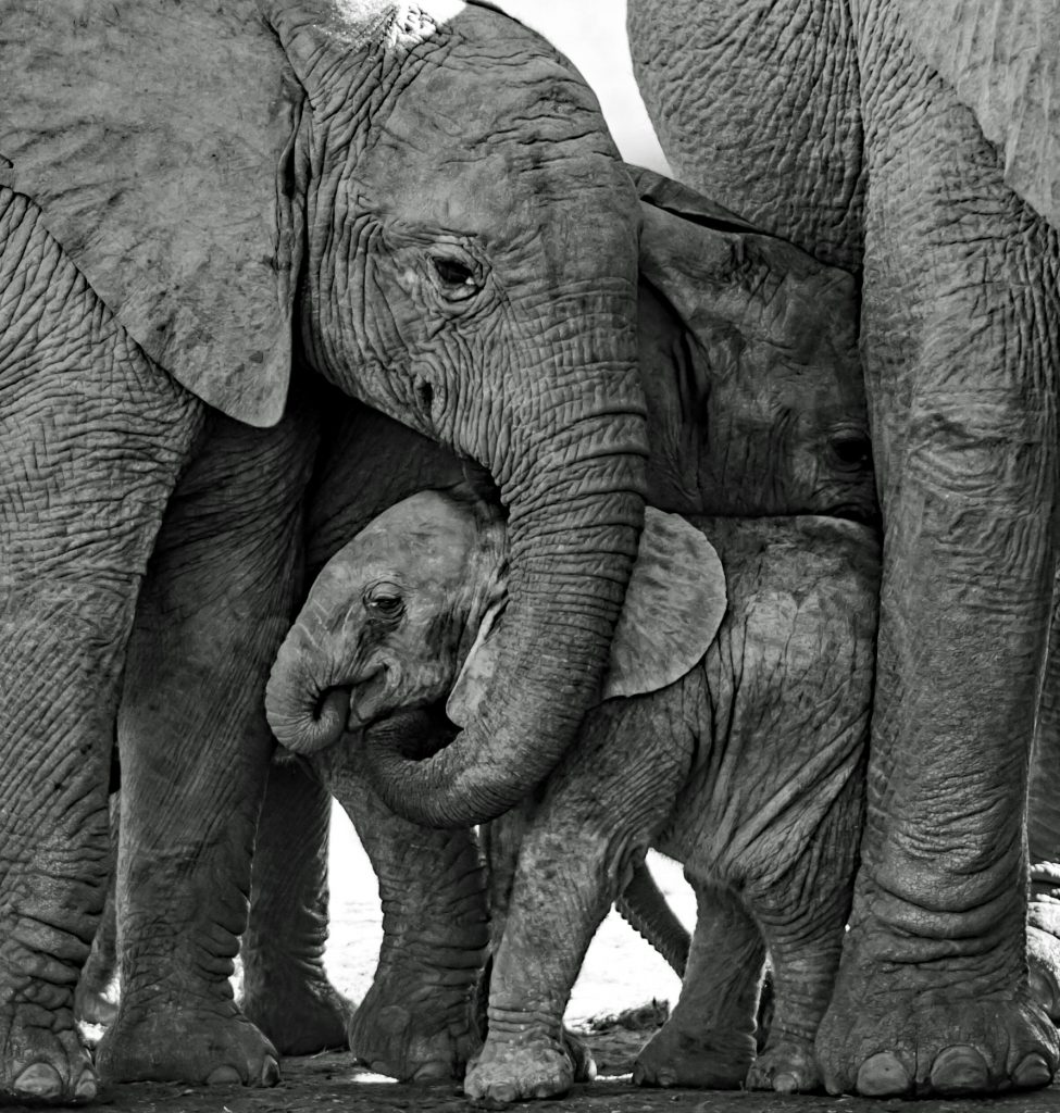 Dirk Theron Photography and tours