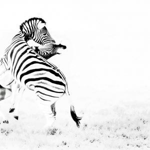 Dirk Theron Photography and tours