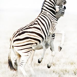 Dirk Theron Photography and tours