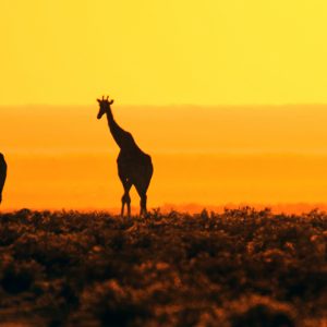 Dirk Theron Photography and tours