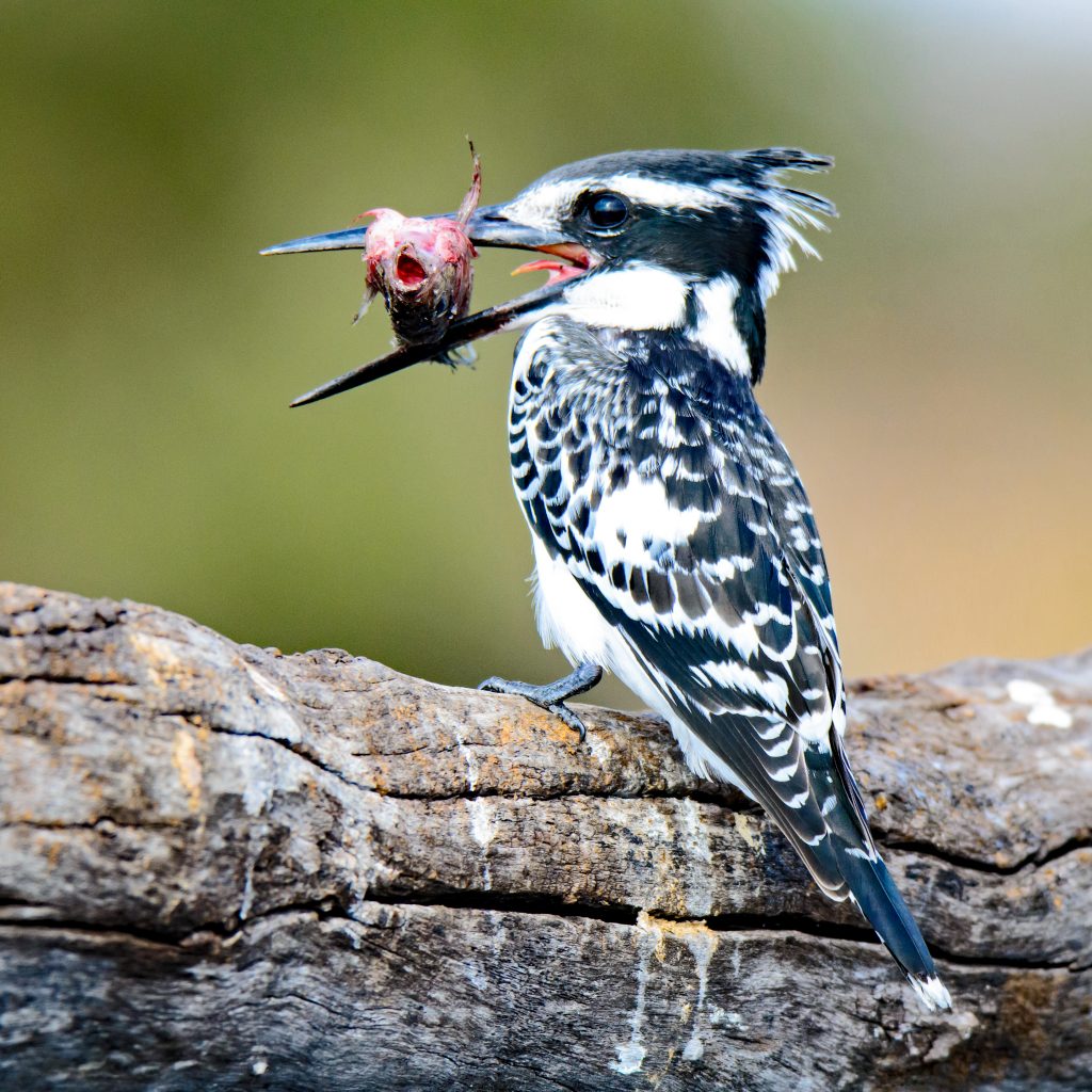 Dirk Theron Photography and tours