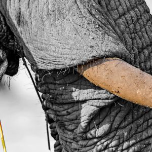 Dirk Theron Photography and tours