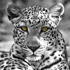 Dirk Theron Photography and tours