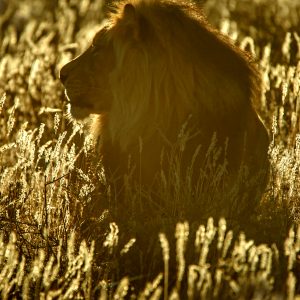 Dirk Theron Photography and tours