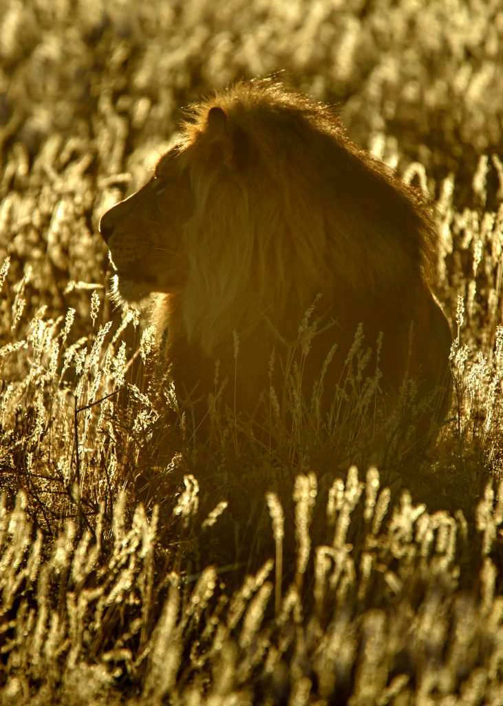 Dirk Theron Photography and tours