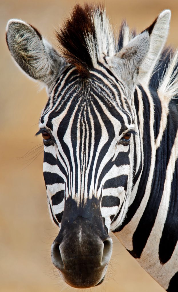 Dirk Theron Photography and tours