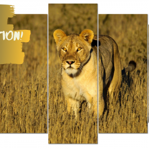 Dirk Theron Photography and tours