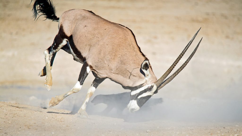 Dirk Theron Photography and tours