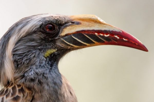 African Grey Hornbill