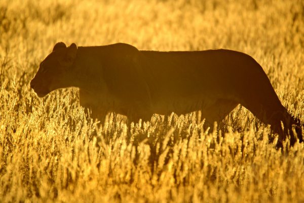 Lioness silhouette