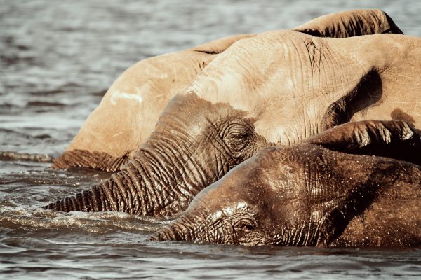 Dirk Theron Photography and tours